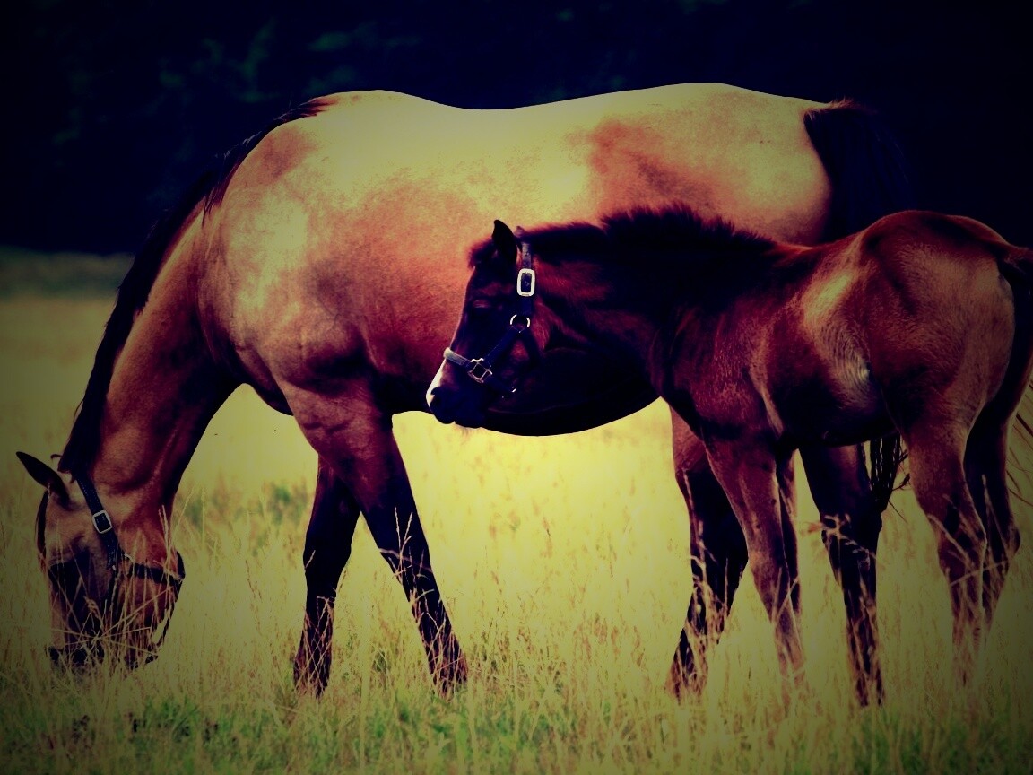 Жеребенок и беременная кобыла обои