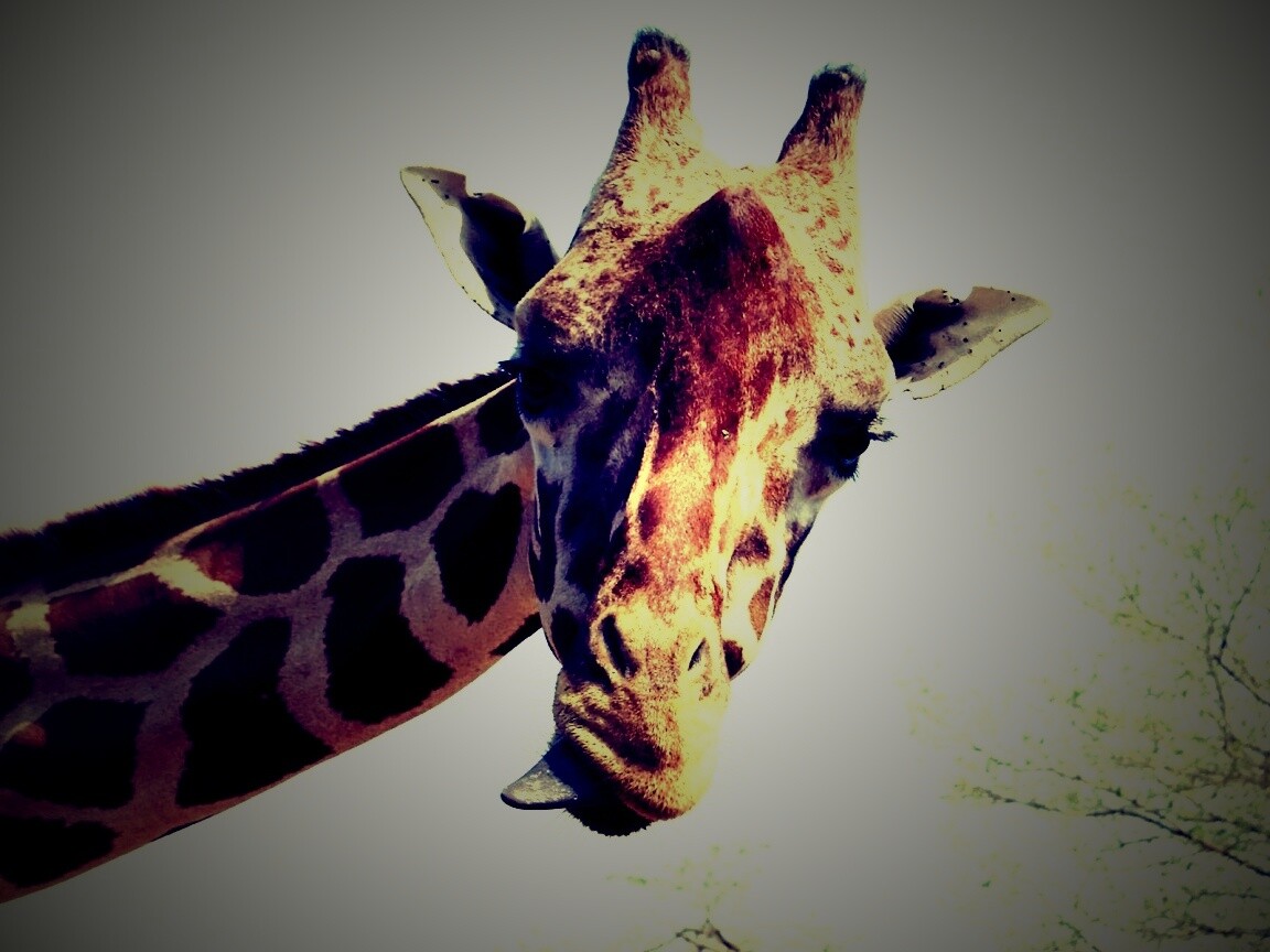 Жираф показывает язык обои