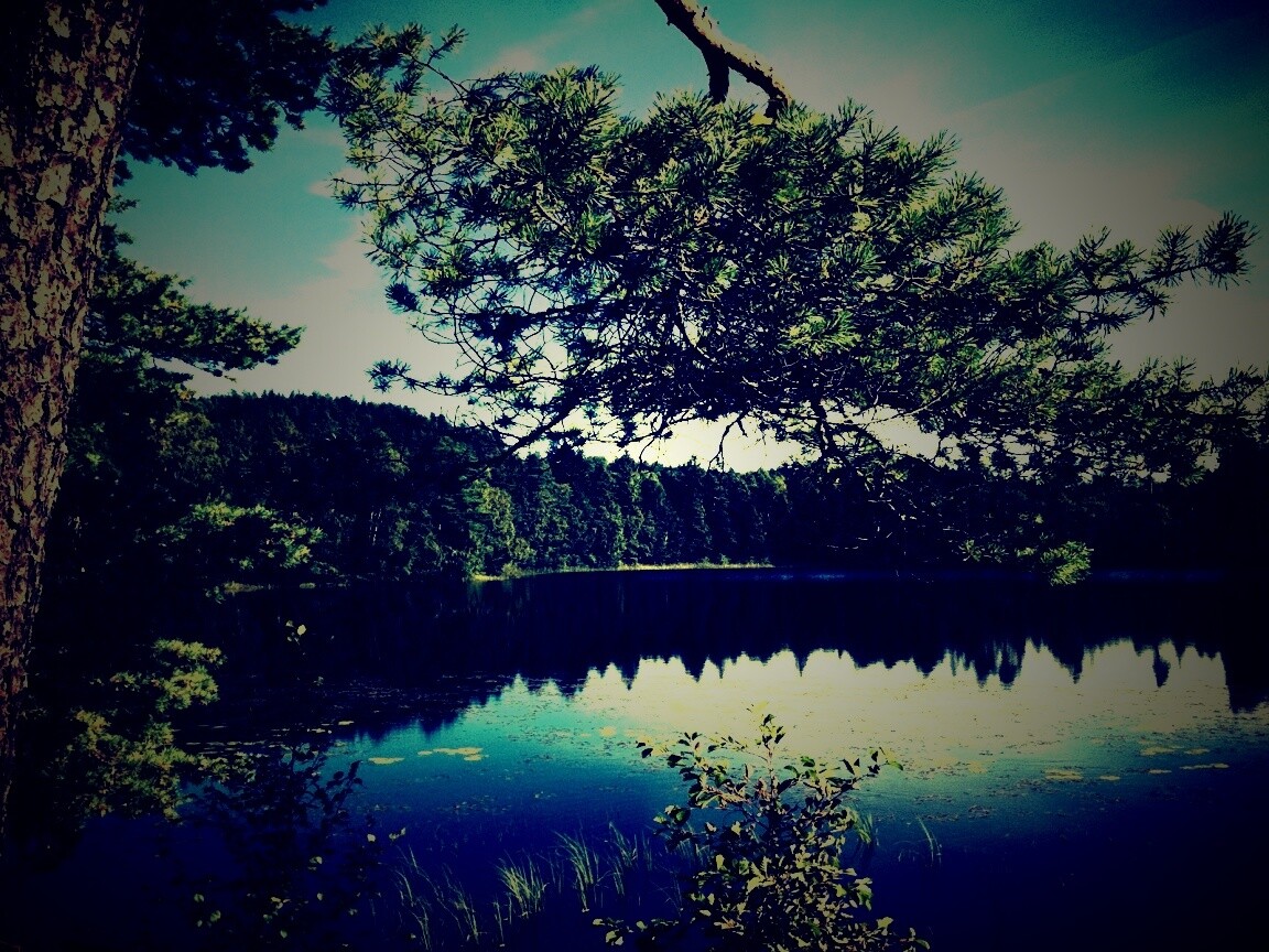 Ветка сосны над озером обои