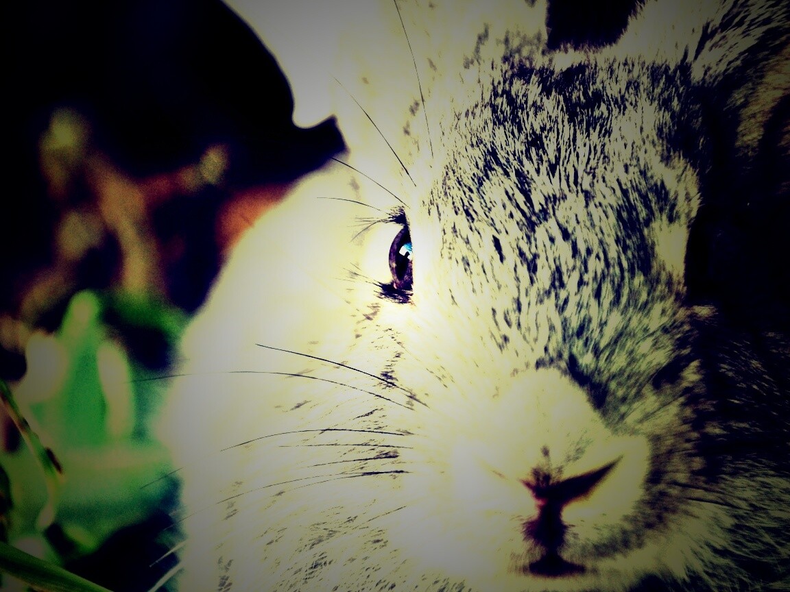 Пухлый кролик обои