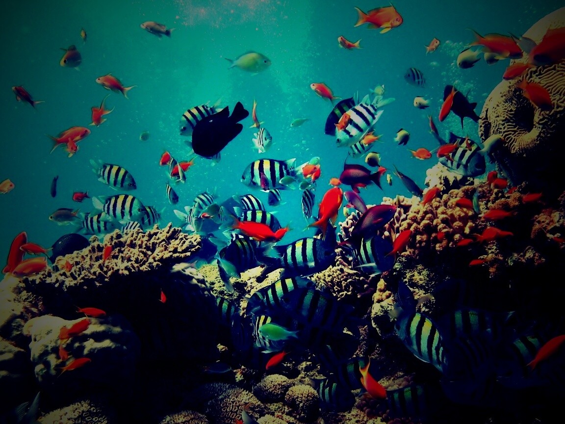 Жизнь в корраловом рифе обои
