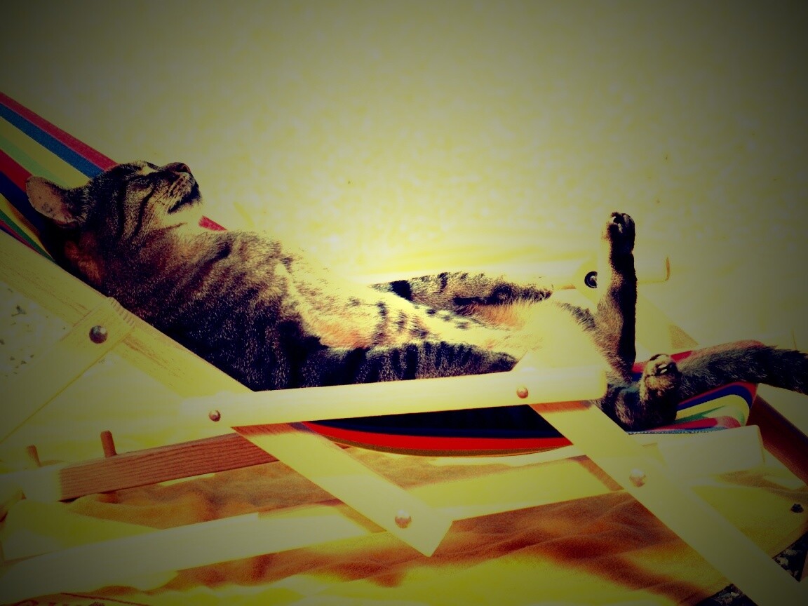 Кот в отпуске обои