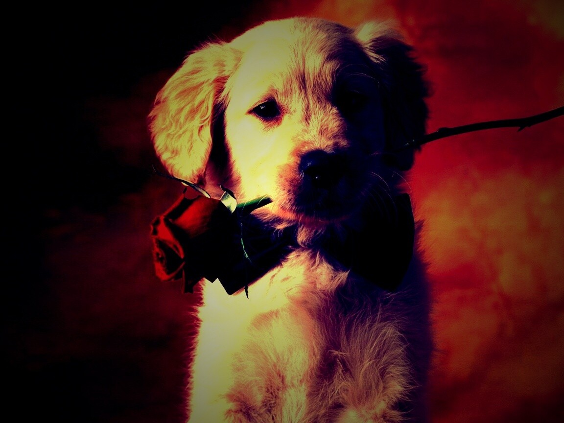 Щенок с розой в зубах обои