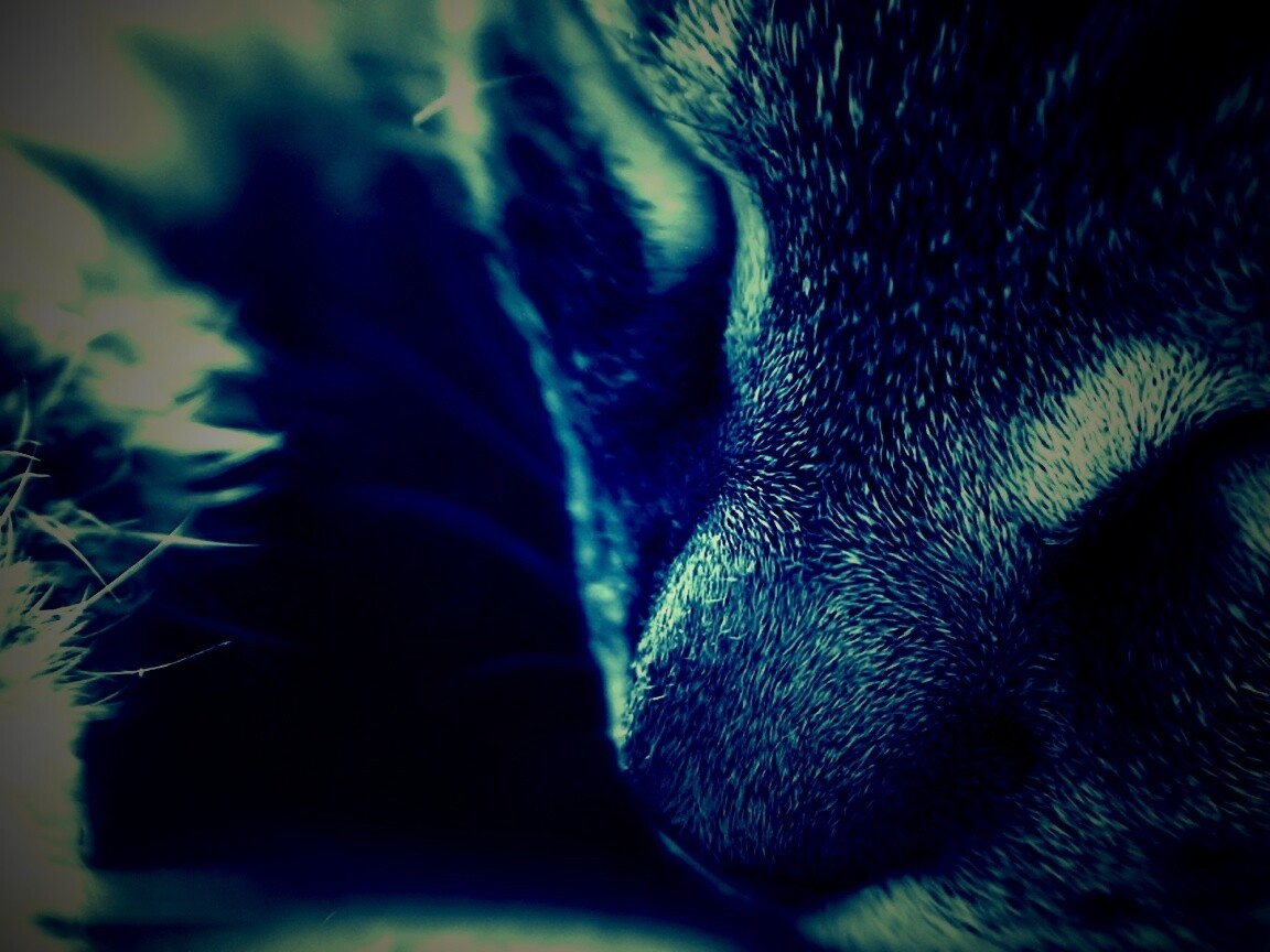 Мордочка кота обои