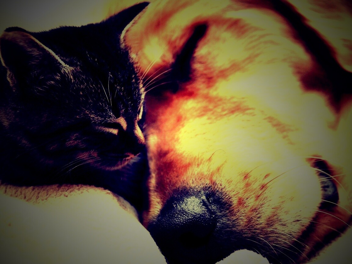 Кошка спит с собакой обои