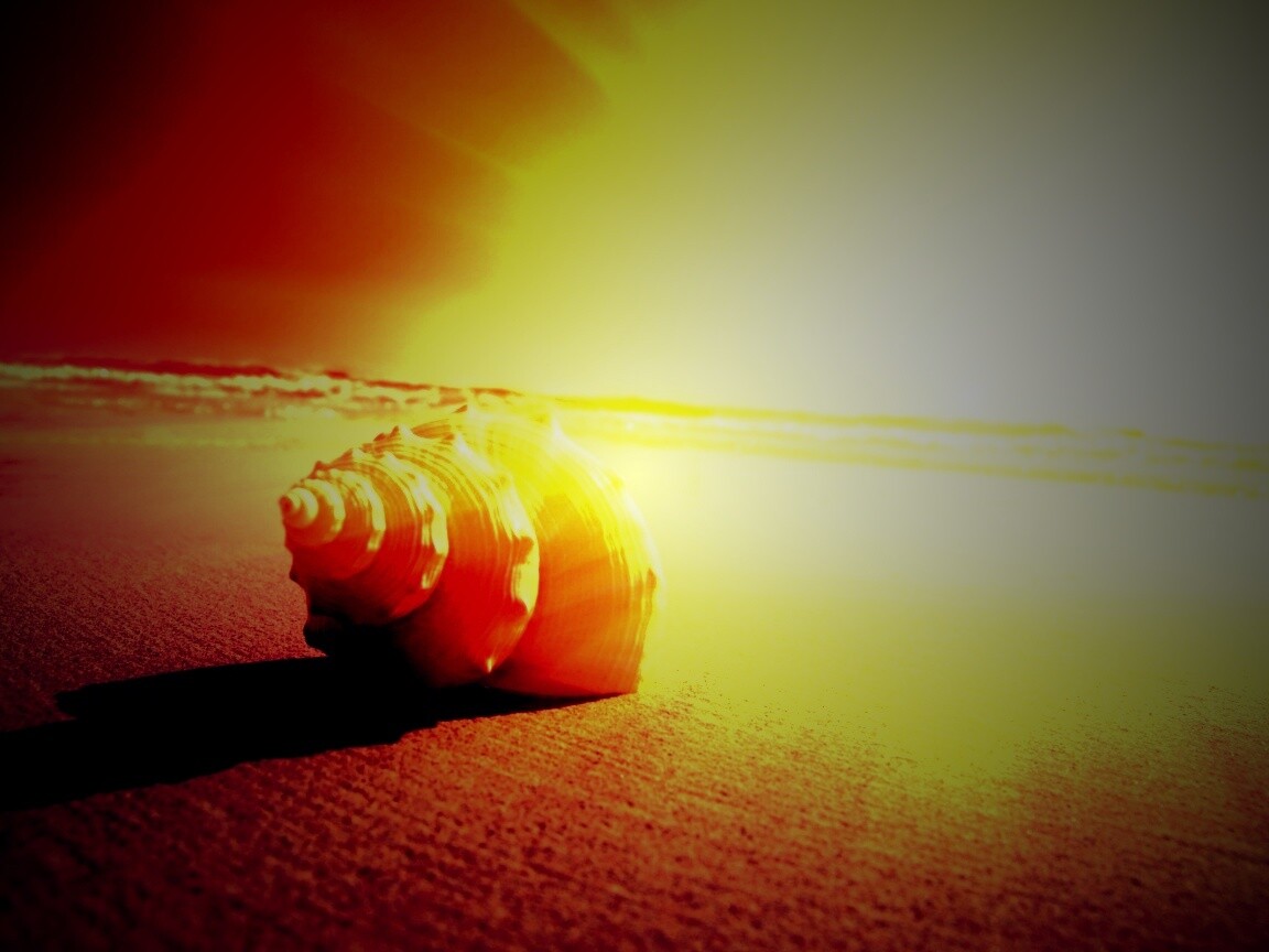 Золотистая ракушка обои