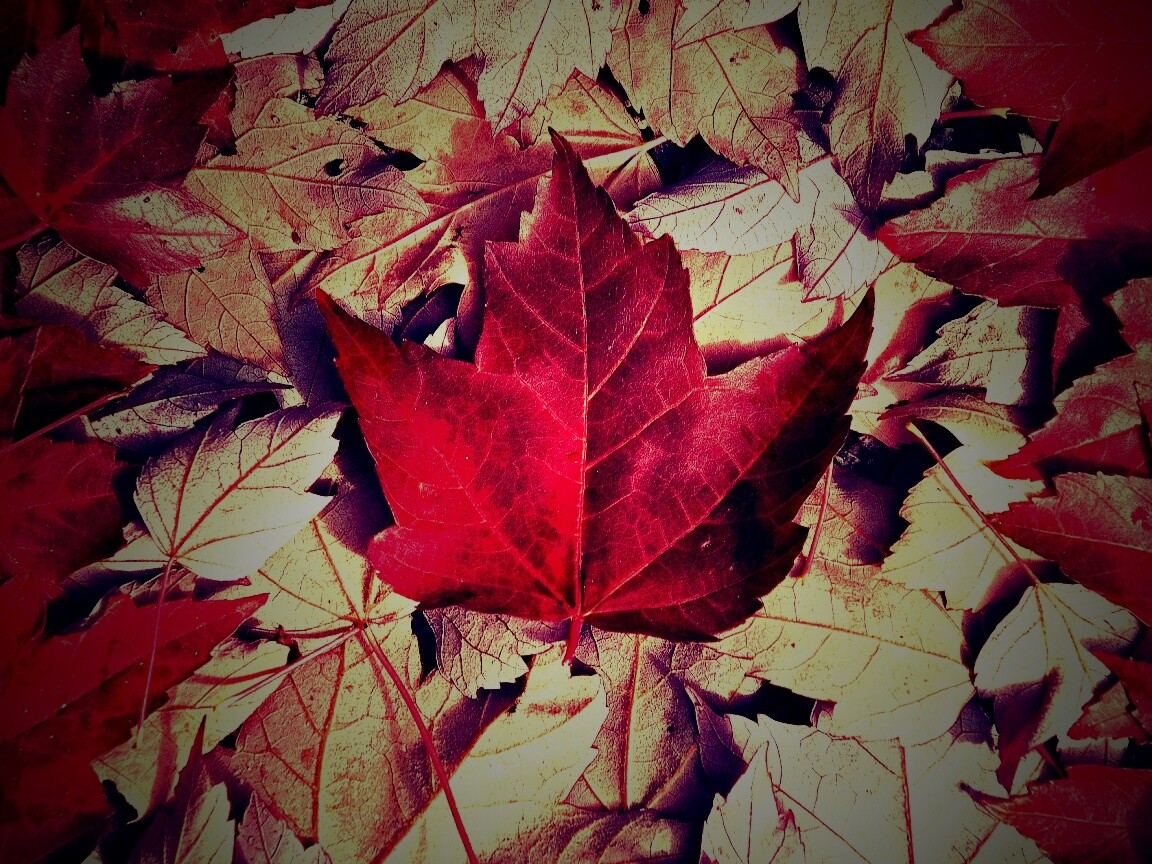 Флаг Канады из листьев обои