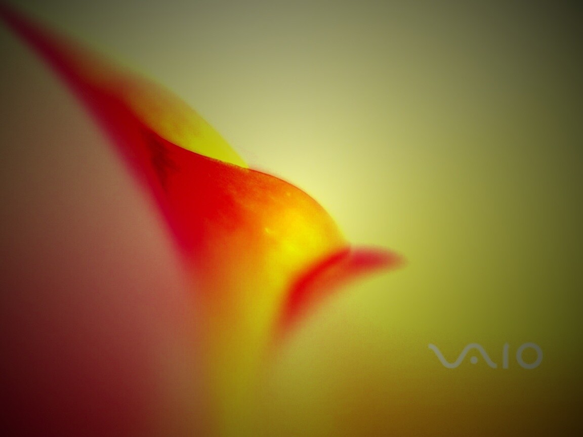 Цветок и логотип Vaio обои