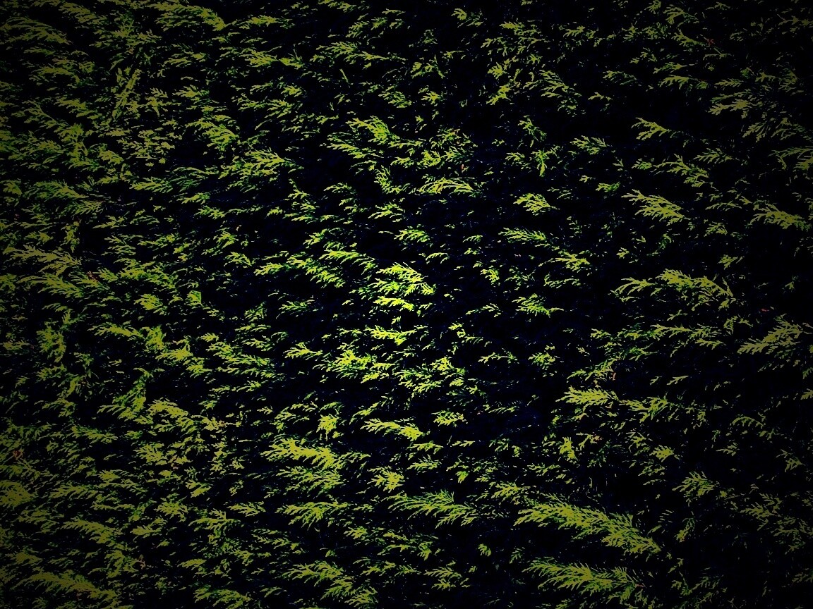 Густые хвойные заросли обои