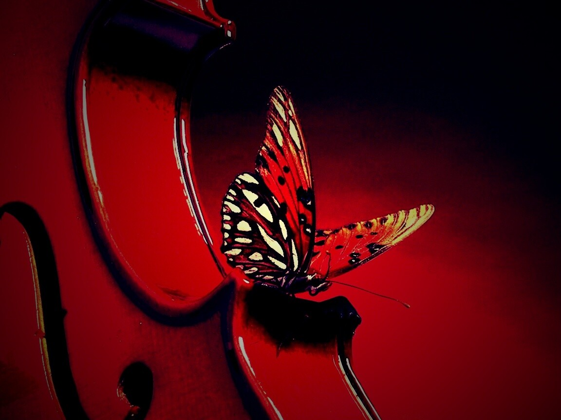 Бабочка на скрипке обои