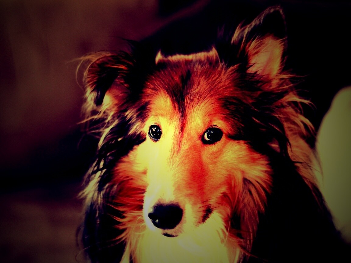 Колли с умными глазами обои