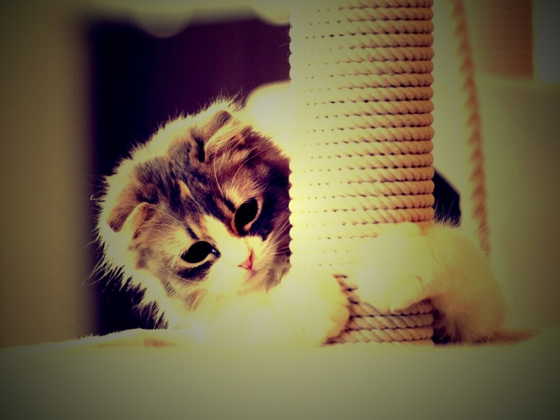 Пушистая кошка с когтеточкой обои
