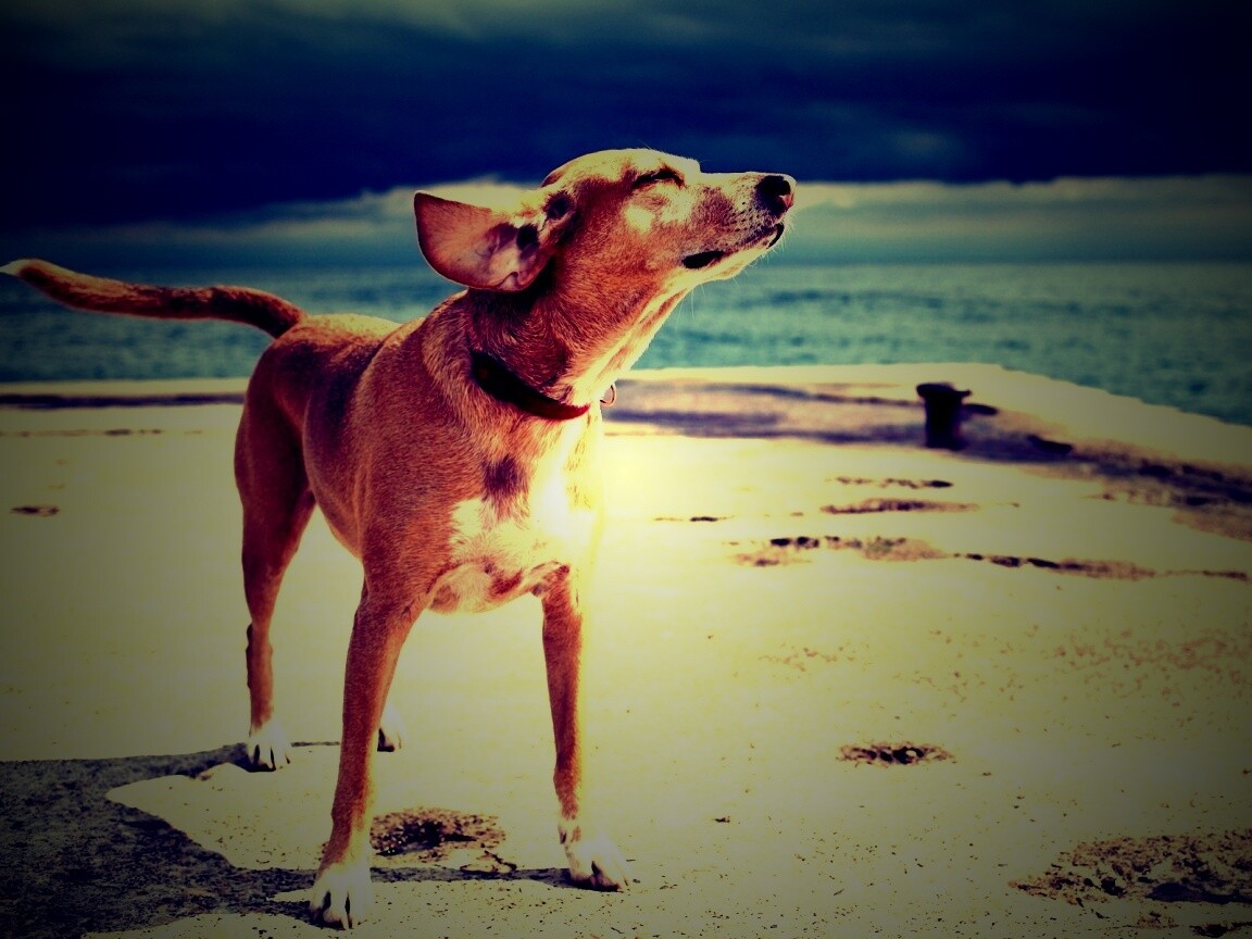 Собака на пирсе обои
