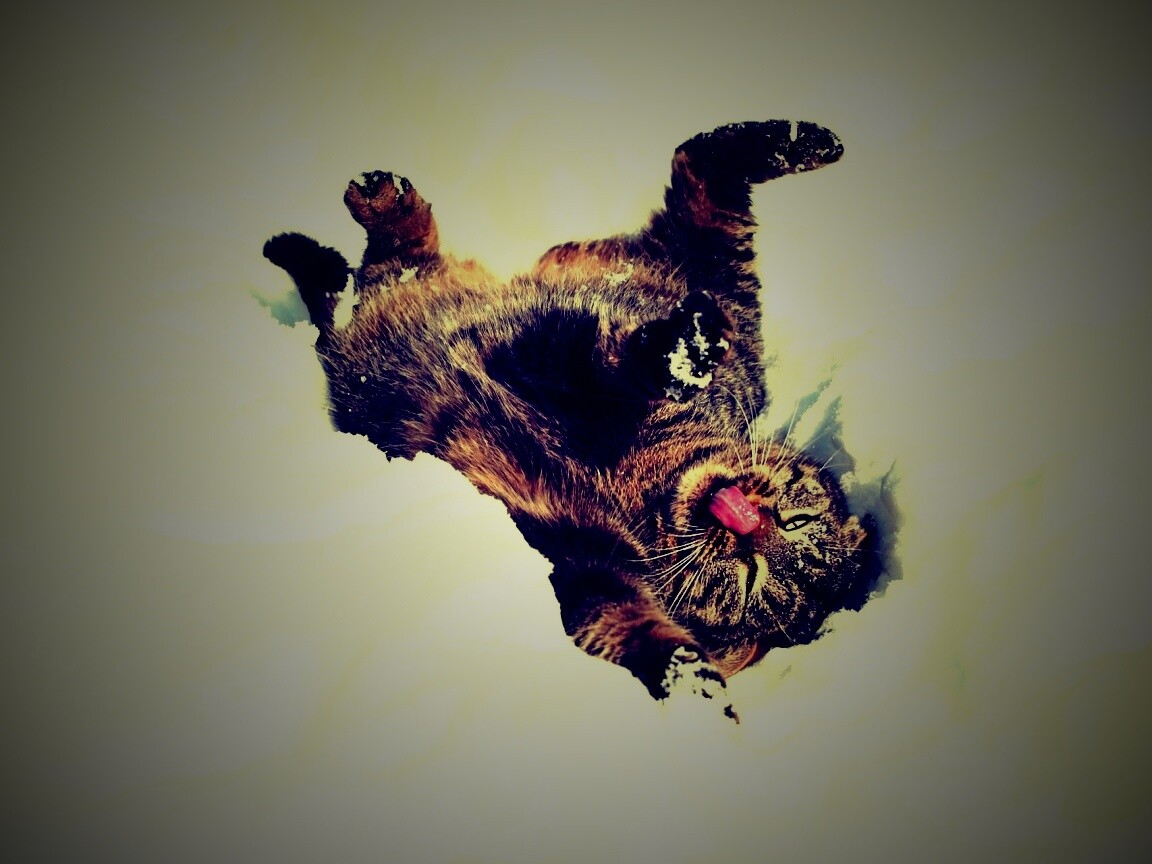 Кот валяется в снегу обои