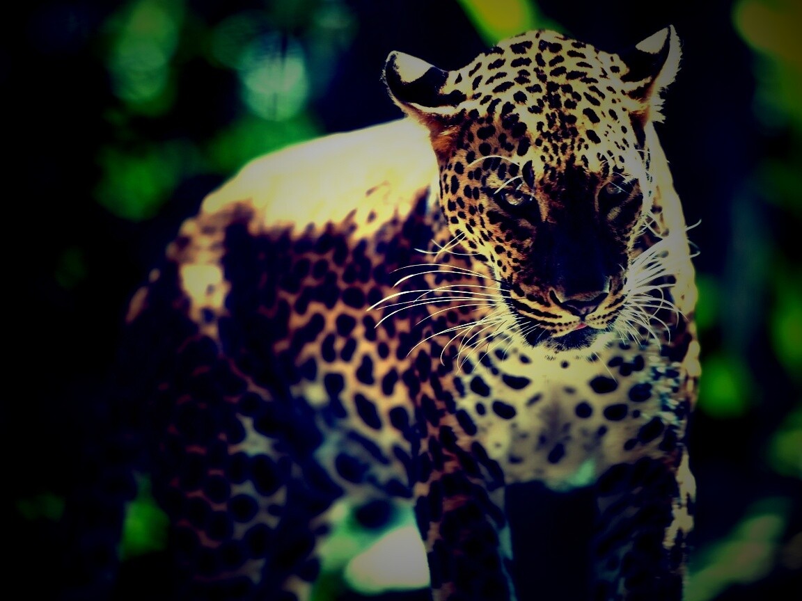 Леопард в сингапурском зоопарке обои