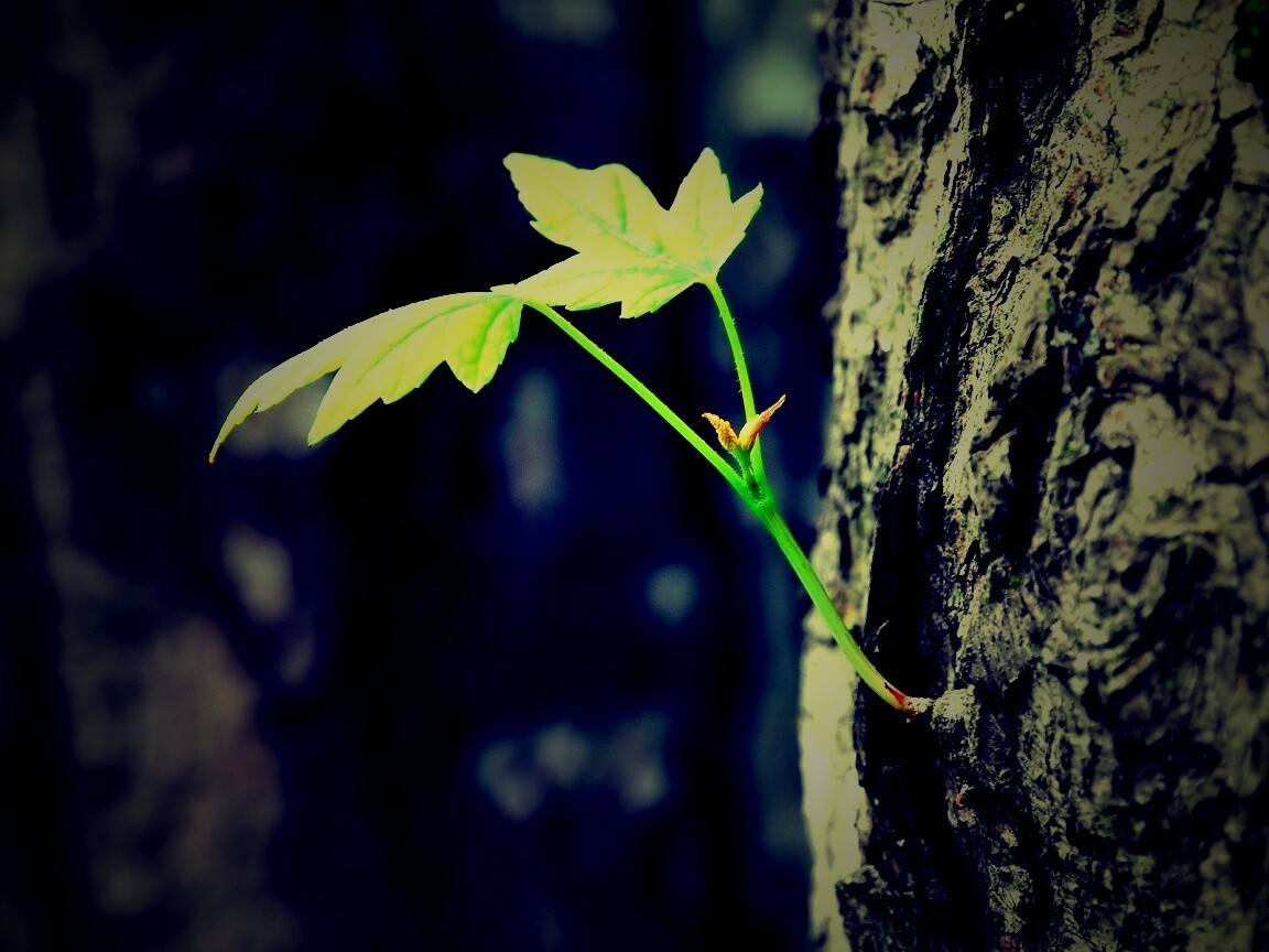 Молодой листик обои