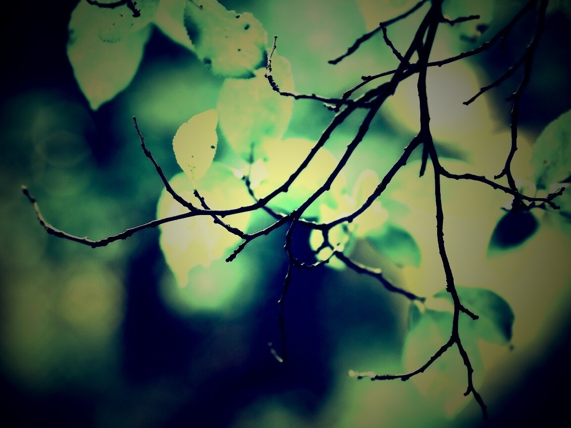 Осенние ветки без листьев обои