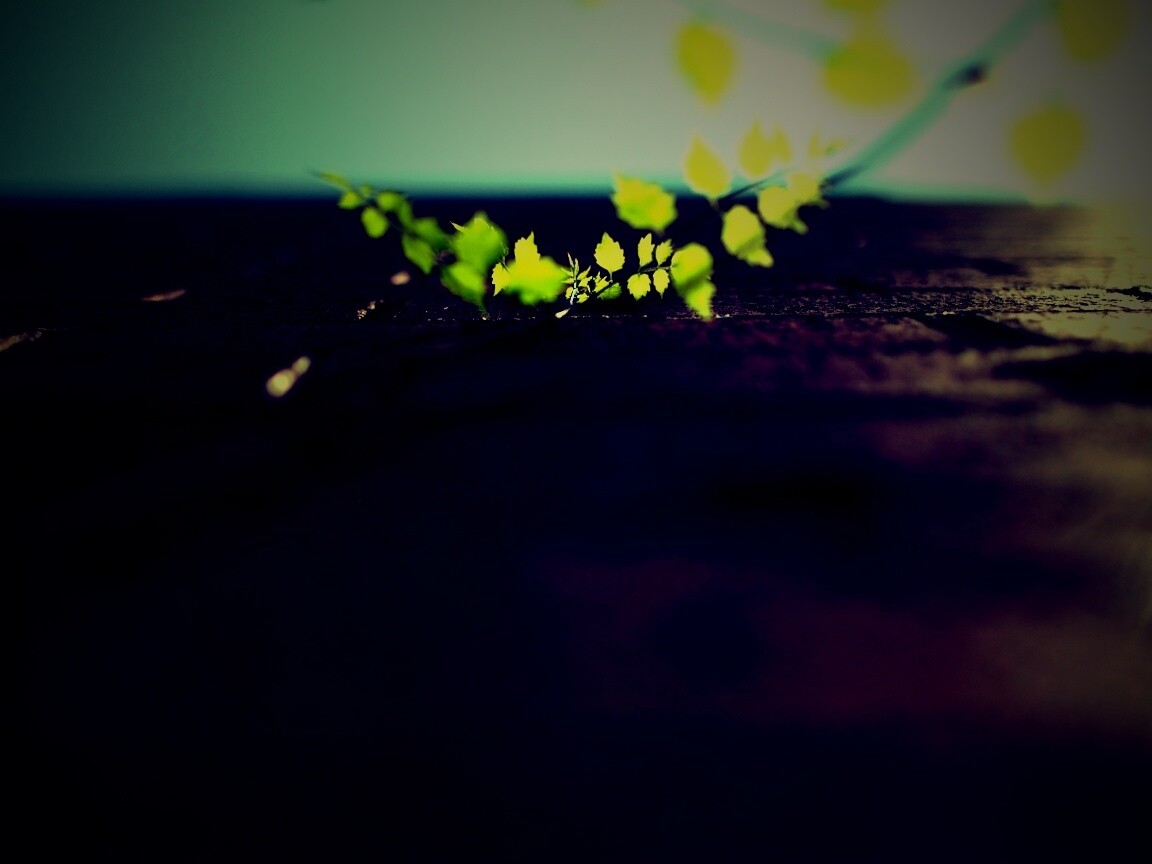 Зеленые ростки в стене обои