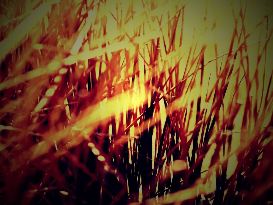 Высохшие травяные стебли обои