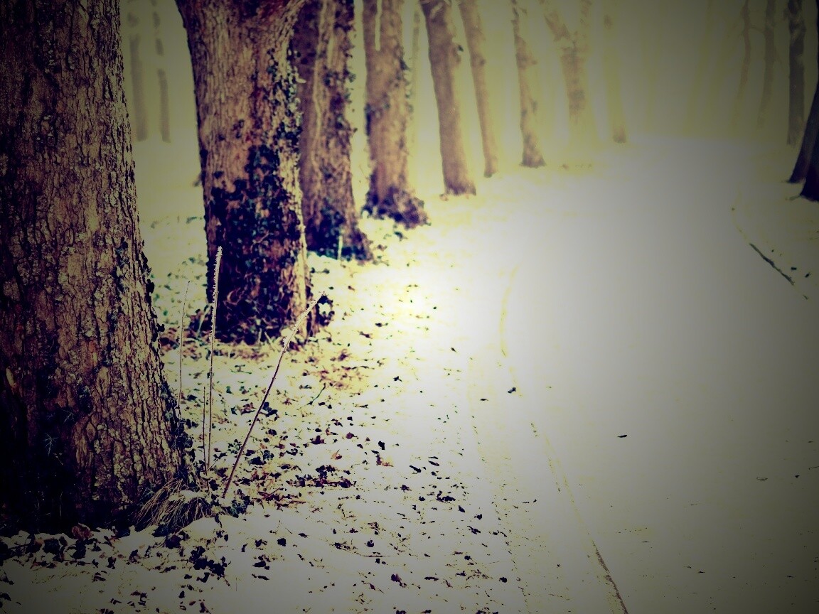 Дорога в зимнем лесу обои