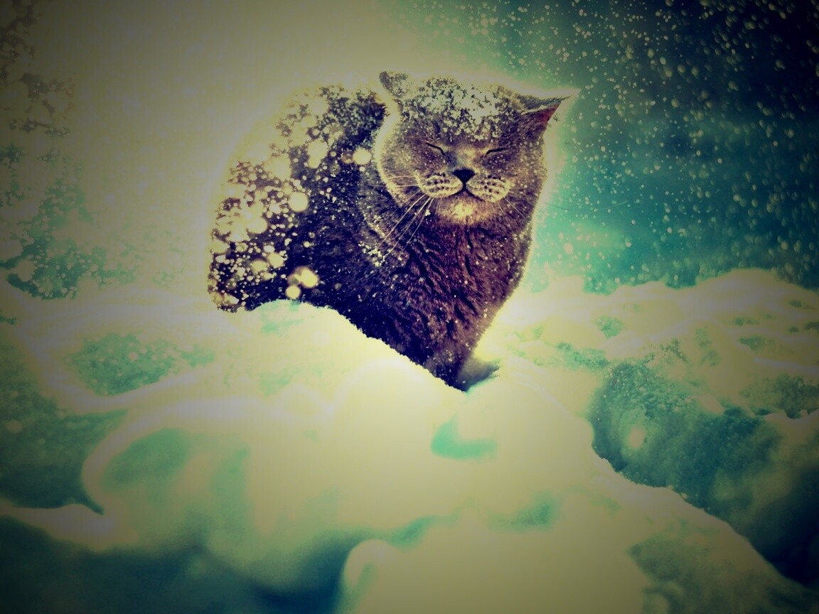 Британце в снегу обои