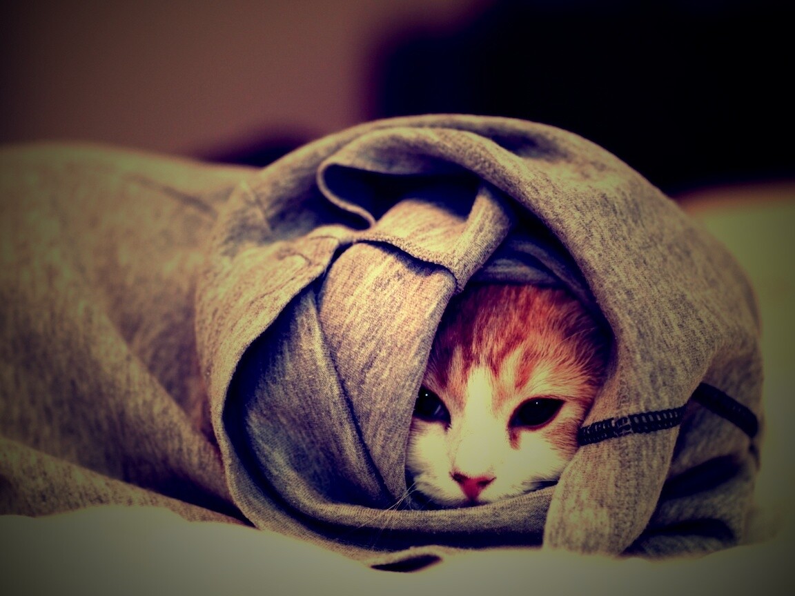 Закутавшийся в футболку кот обои