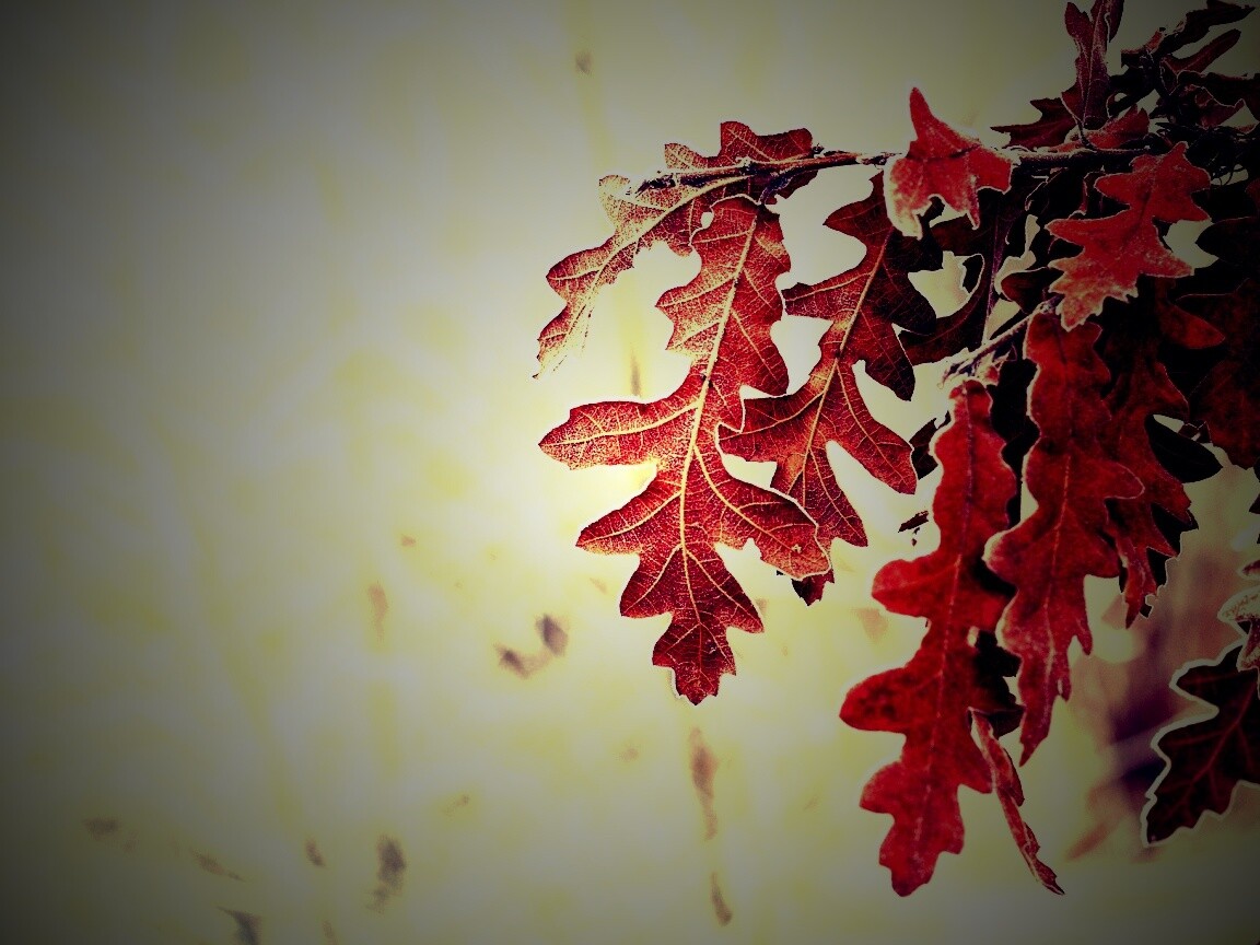 Дубовые листья обои