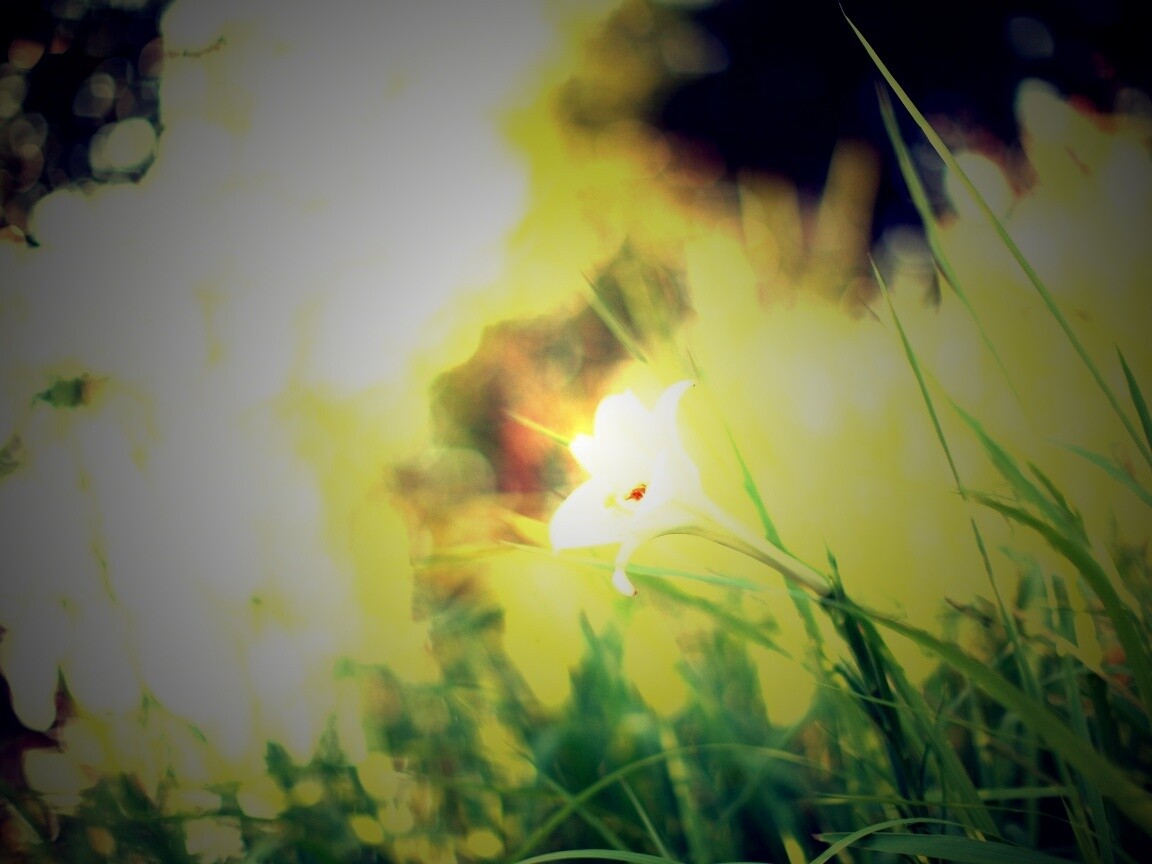 Цветок затерявшийся в траве обои