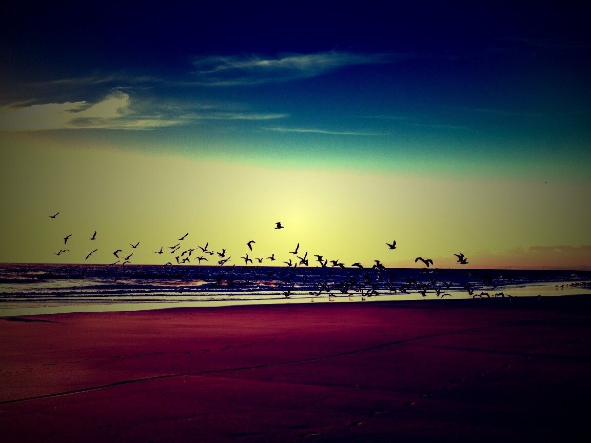 Стая птиц на пляже обои