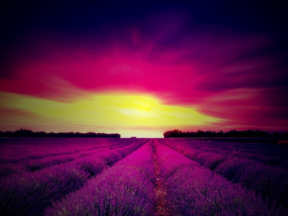 Поле фиолетовых цветов на закате обои