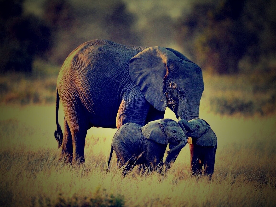 Слоны в национальном парке обои