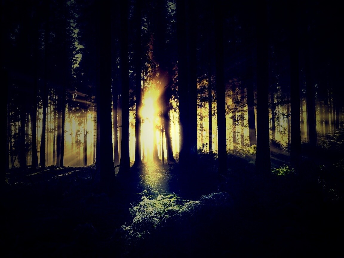 Свет пробивается сквозь стволы деревьев обои
