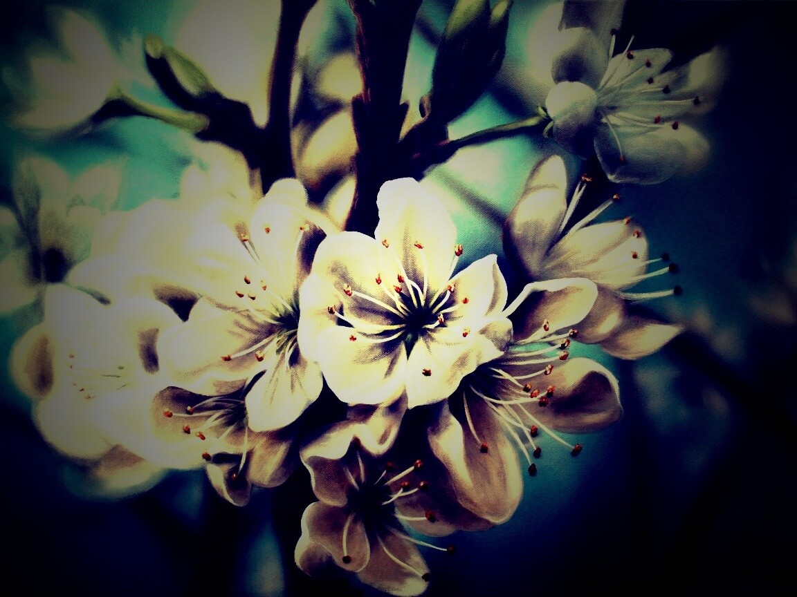 Яблоня в цвету картина обои