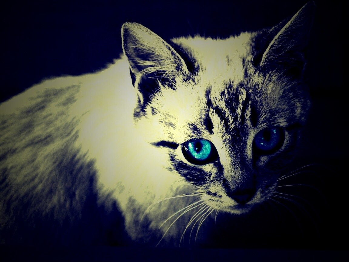 Котенок с синими глазами обои