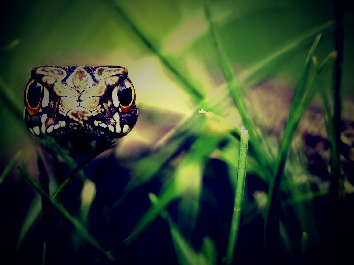 Змея в траве обои