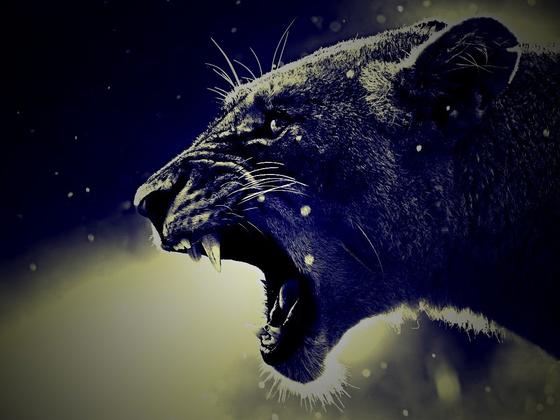 Грозный львиный рык обои