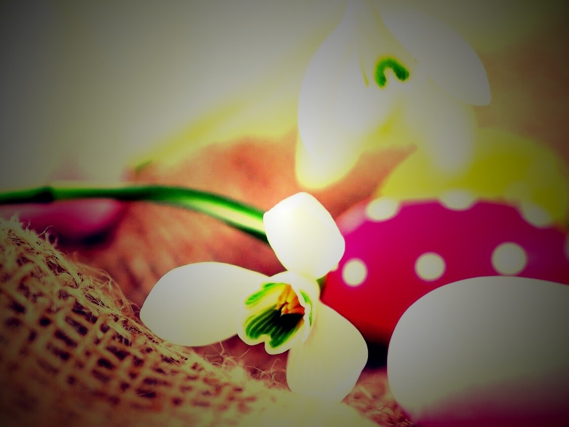 Белый цветок и яйца обои