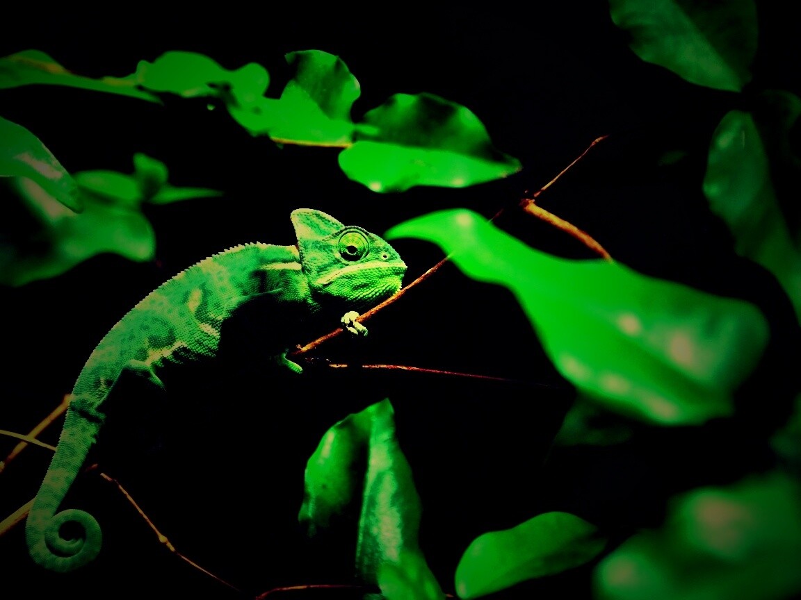 Хамелеон в листве обои