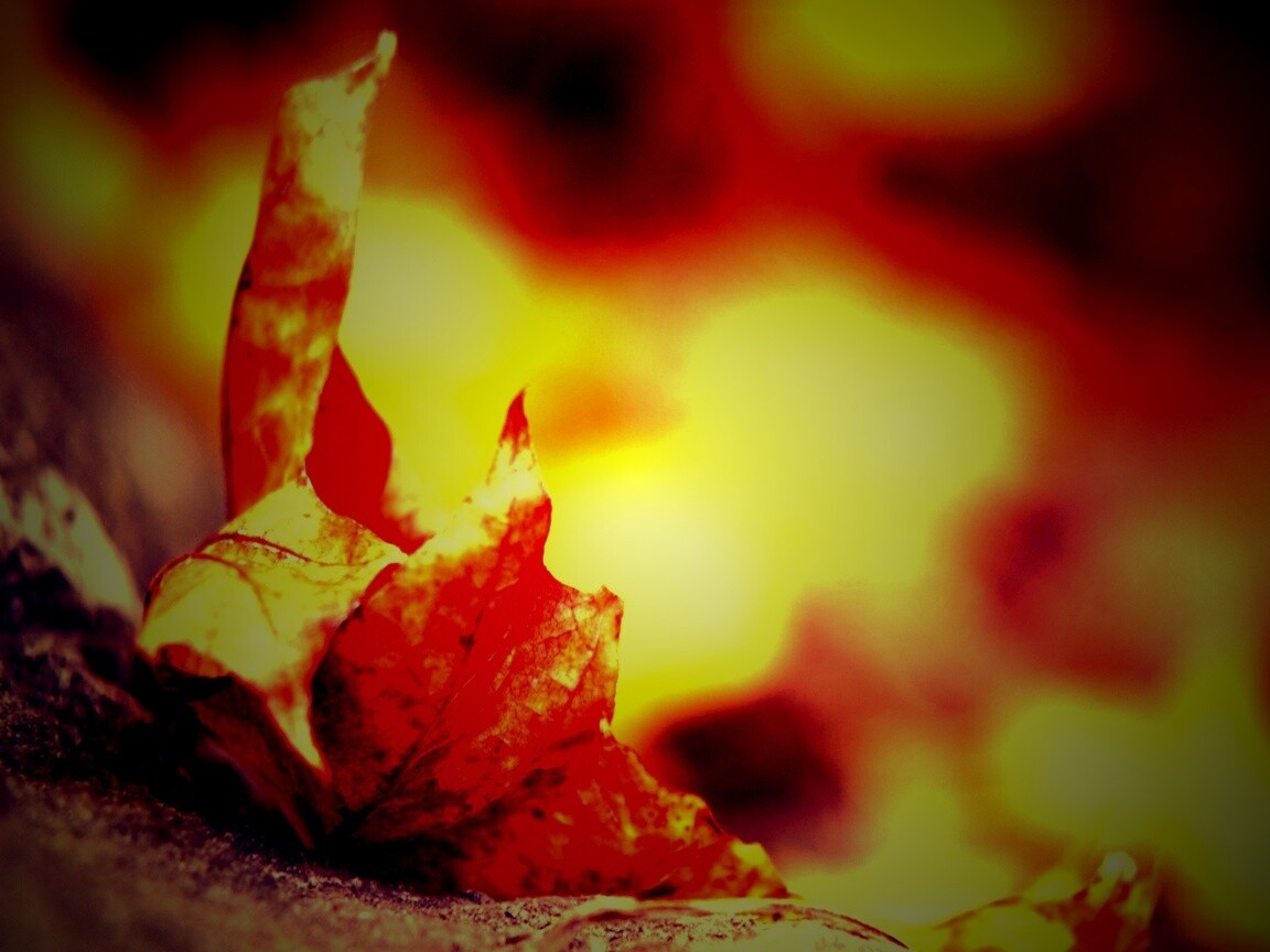 Пламенеющий осенний лист обои