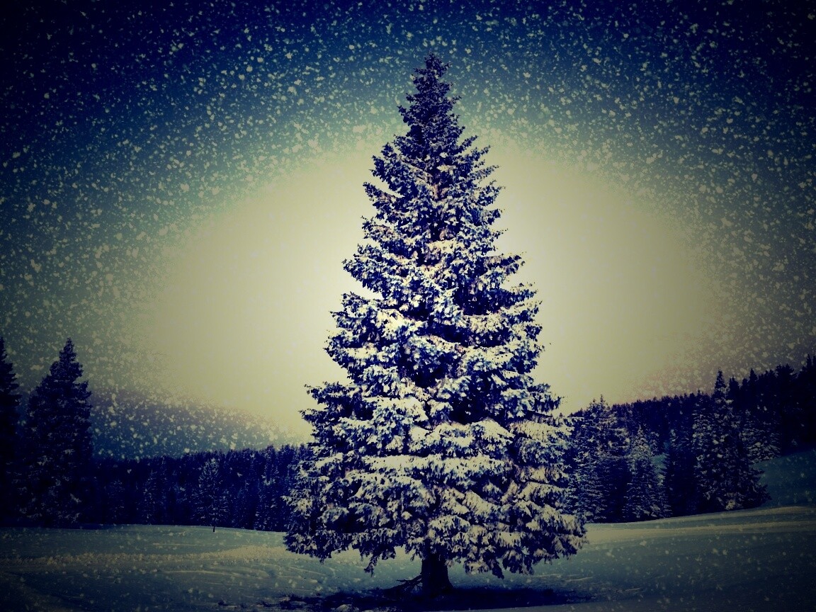 Ель в снегопад обои