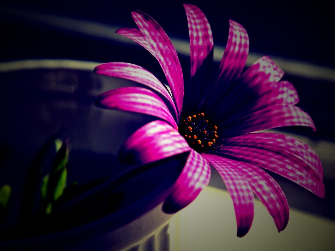 Сиреневый цветок в стакане обои