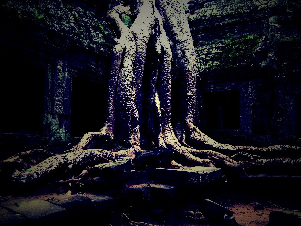 Мощные корни обои