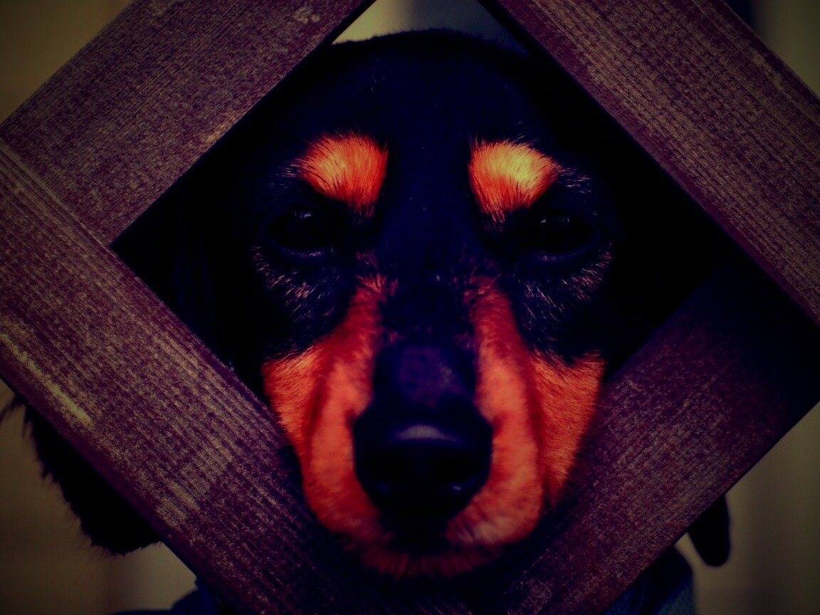 Мордочка в заборе обои