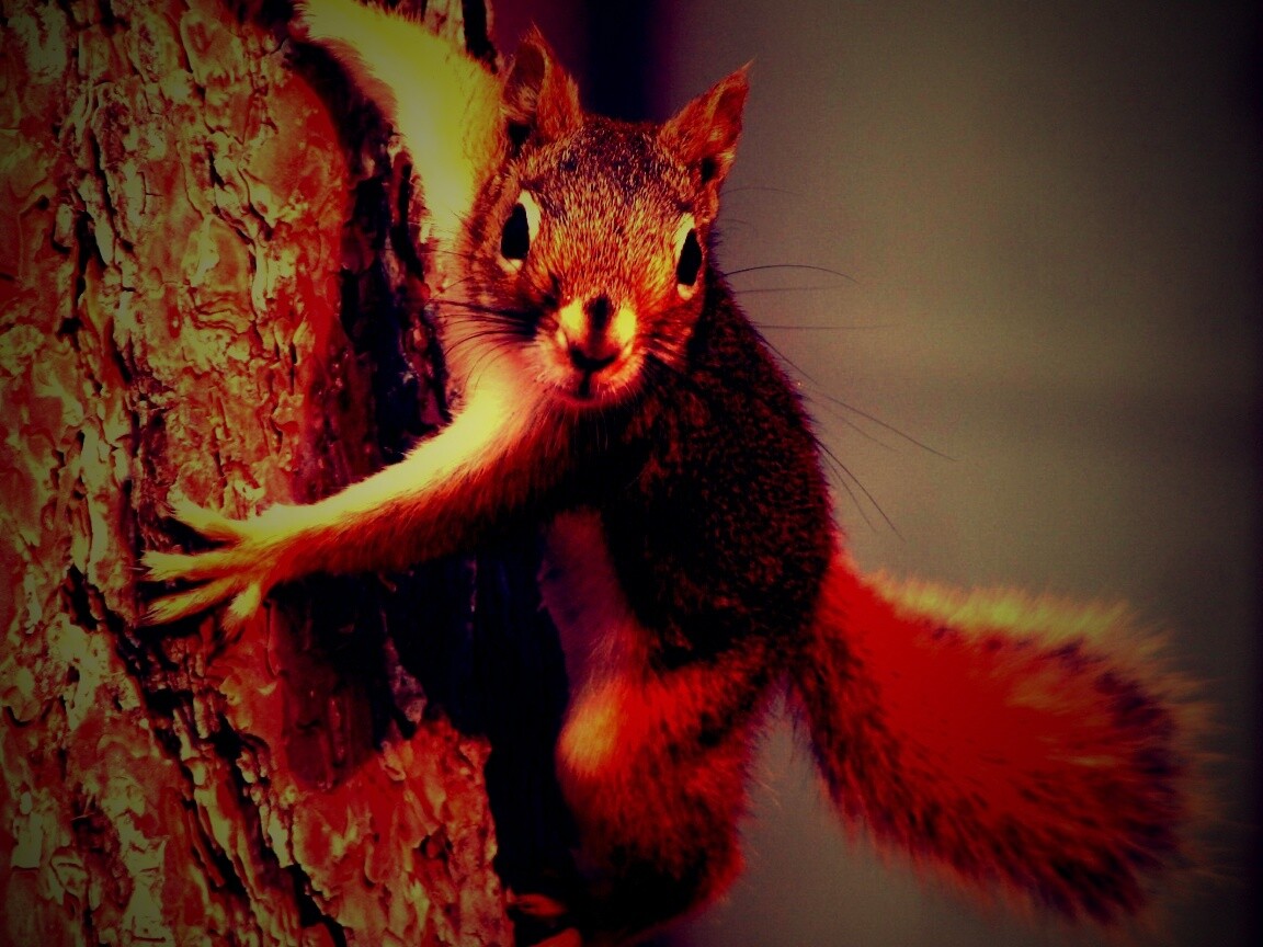 Белка на дереве обои