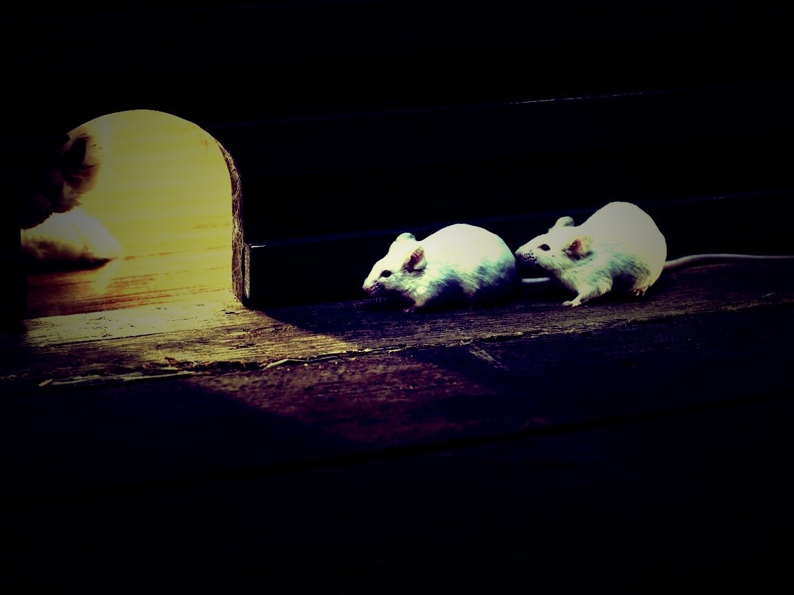 Кошки - мышки обои