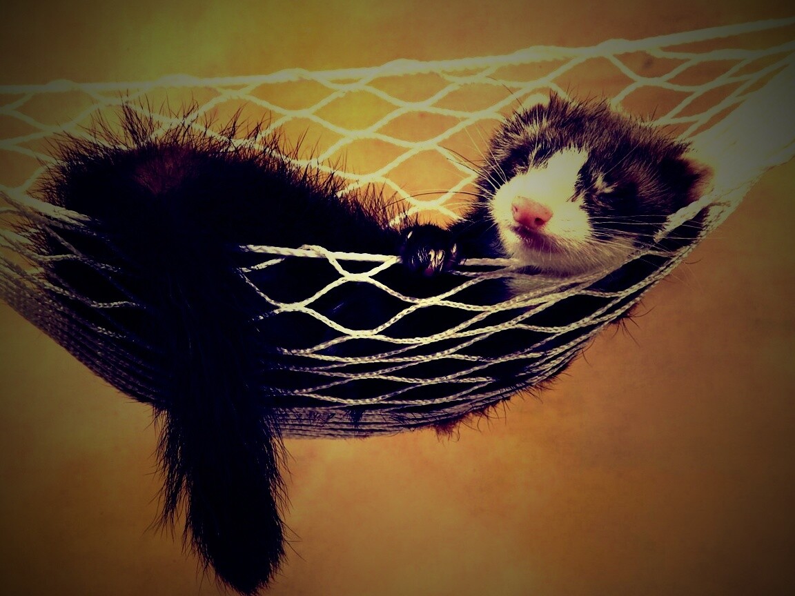 Хорек в гамаке обои