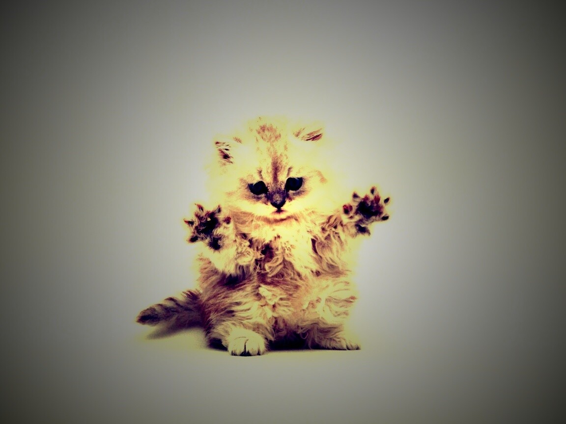 Милый котенок обои