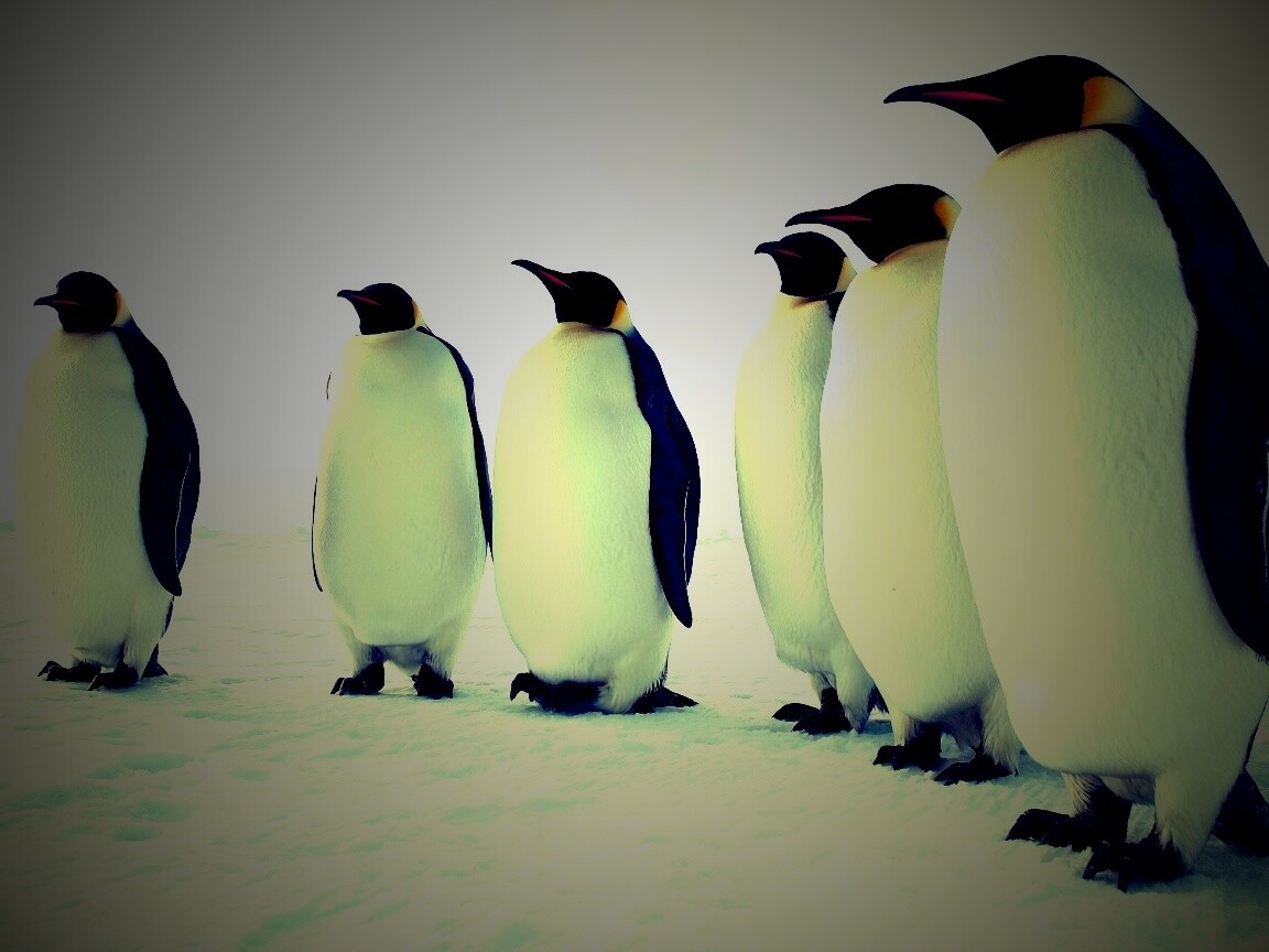 Слет пингвинов обои