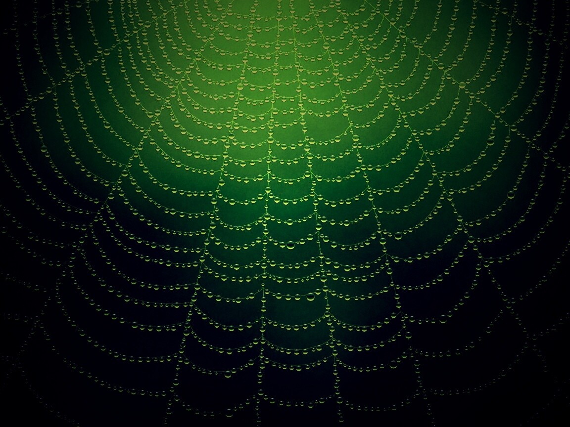 Роса на паутине обои