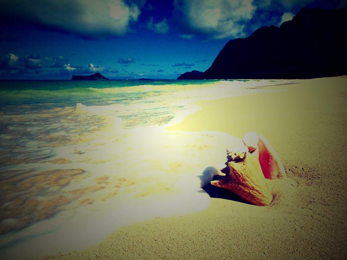 Морская раковина обои